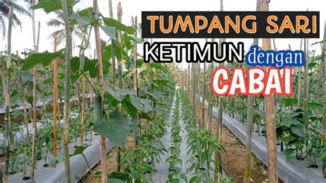 Review Tumpang Sari Cabai Dengan Timun Youtube