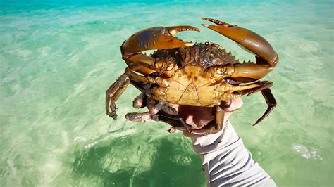 Catching Mud Crabs By Hand Youtube