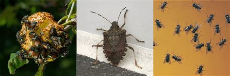 Overwintering Bugs Prudential Pest Management Llc