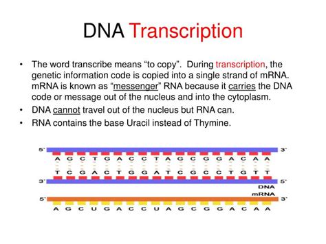 Ppt Dna Transcription And Translation Powerpoint Presentation Id3147989