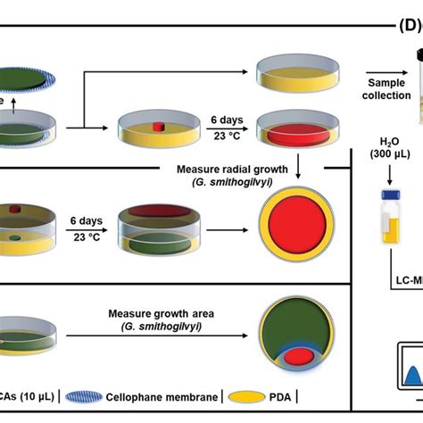 Schematic Representation Of The Experimental Procedures Performed To