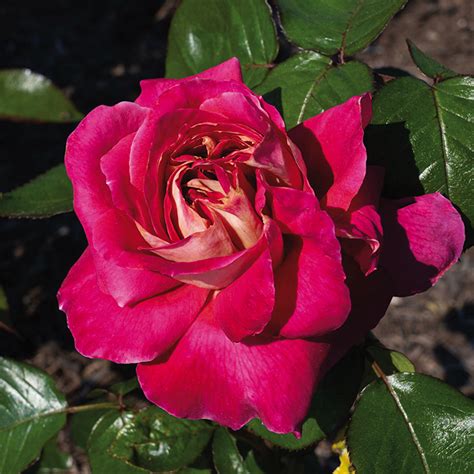 Rose Hybrid Tea Cherries Champagne Hybrid Tea Roses Edmunds Roses