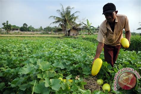 Petani Timun Suri Siap Panen Jelang Ramadhan ANTARA News