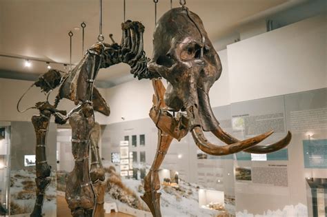 Premium Photo | Mammoth skeleton in a public museum