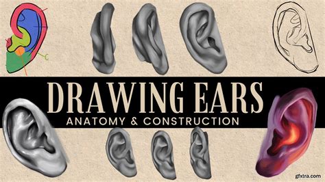 Drawing Ears At Any Angle Anatomy To Improve Your Art Gfxtra