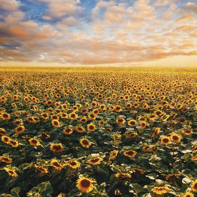 Sunflower Field Stock Image F041 5215 Science Photo Library