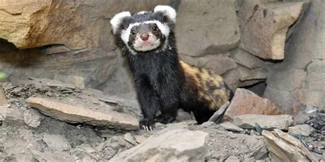 Fun Marbled Polecat Facts For Kids | Kidadl