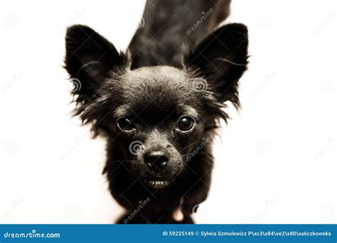 Sad Chihuahua Puppy Stock Image Image Of Portrait Race 59225149