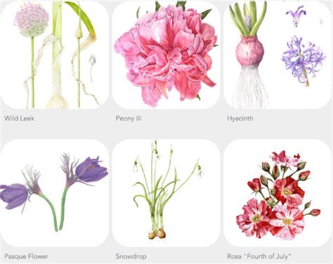 Archive Online Botanical Art Exhibitions Botanical Art And Artists