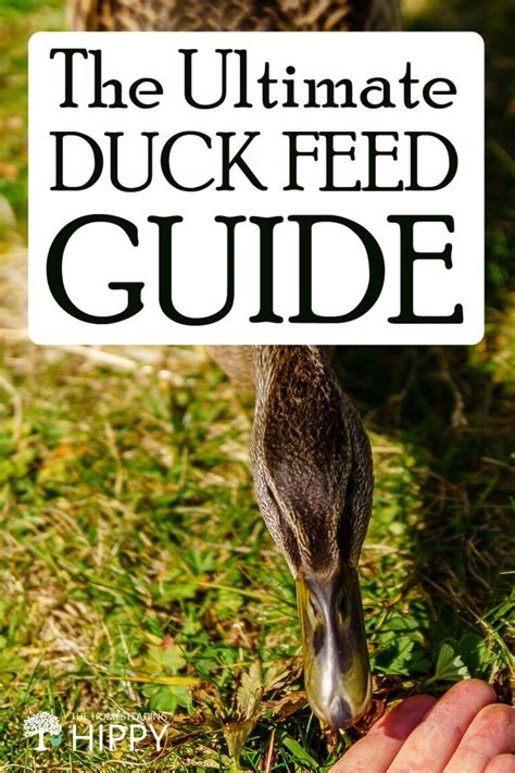 Your Homemade Duck Feed Guide from A to Z