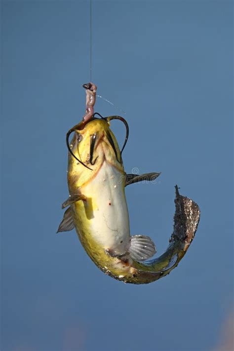 Poisson chat Sur La Ligne De Pêche Image stock Image du durée lame