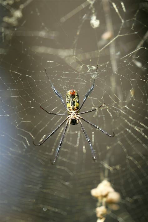 Hairy Golden Orb Weaving Spider From Arsi Ethiopia On December 13