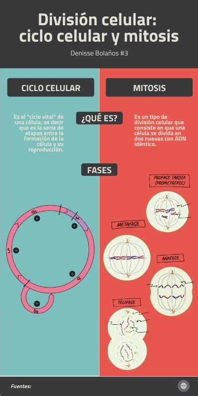 Ciclo Celular Y Mitosis