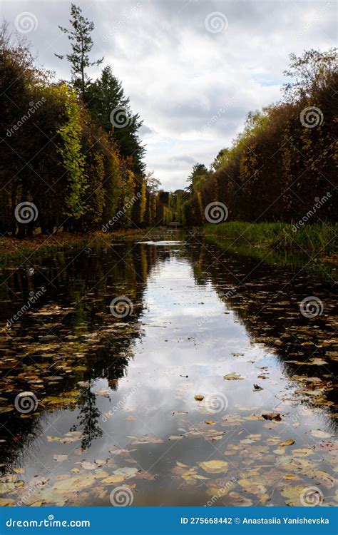 Autumn Leaves Float On The Surface Of The Water Fallen Autumnal Leaves