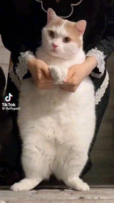 😺 cat's | Смешные фотографии животных, Милые котики, Милые детеныши ...