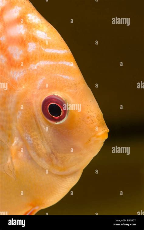 Blue Discus Symphysodon Aequifasciatus Breed Marlboro Red Portrait