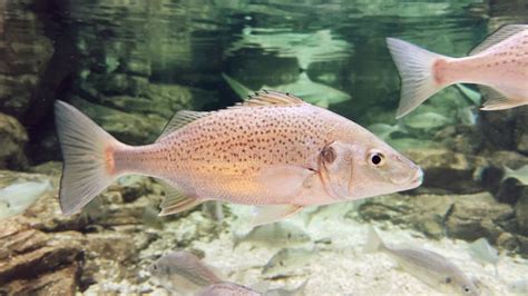 Closeup of Mangrove Snapper or Gray Snapper, Lutjanus Griseus. Stock ...