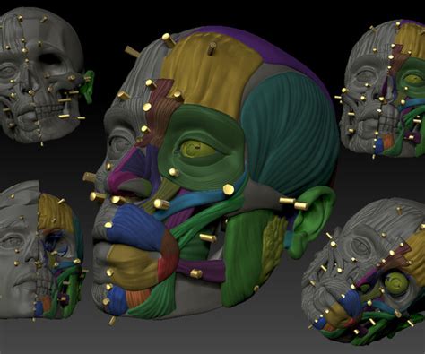 ArtStation - head skull anatomy muscles | Resources