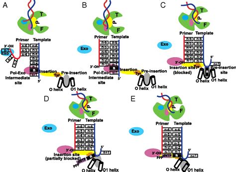 Dna Conformational Changes At The Primer Template Junction Regulate The