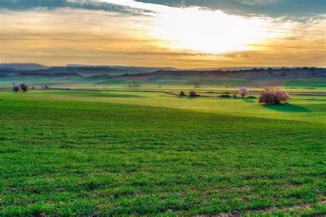 Premium Photo | A field with a sunset in the background