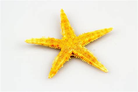 Estrela Do Mar Isolada No Fundo Branco Foto De Stock Imagem De