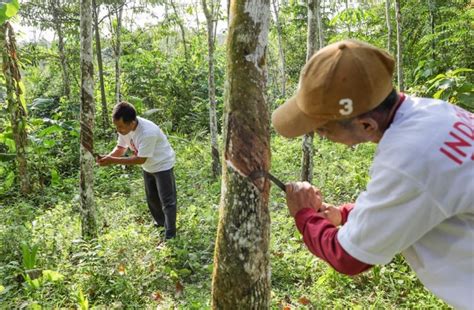 Orang Muda Ganjar Serap Aspirasi Hingga Beri Bantuan Petani Karet