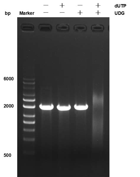 Ultrahipf® Dna Polymerase Kit Genecopoeia™