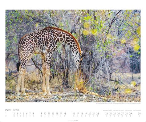 Kalender African Wildlife Kalender Online Kaufen