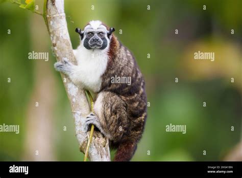 Geoffroys Tamarin Monkey Portrait In Panama Stock Photo Alamy