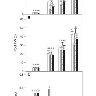 Shoot A Root B Biomass And Root Shoot Ratio C In Tomato Plants