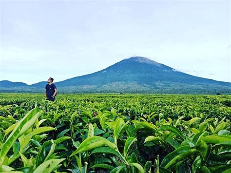 5 Kebun Teh Di Indonesia Dengan Pemandangan Keren Nggak Kalah Dari