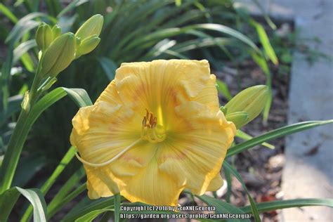 Daylily Hemerocallis El Padre In The Daylilies Database Garden Org