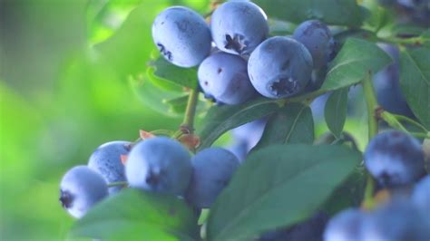 Blueberry Bush Stock Video Footage - 4K and HD Video Clips | Shutterstock