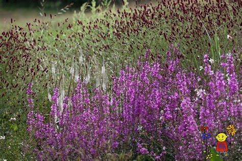 Lythrum Virgatum Dropmore Purple Raunas St Di Ziemcietes