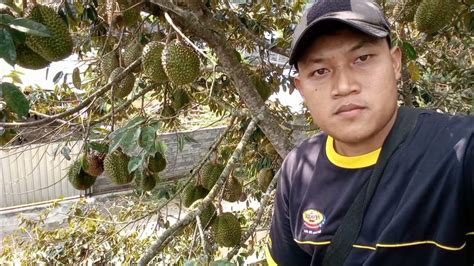 Rahasia Pupuk Durian Dan Cara Merawat Buahnya Agar Berbuah Lebat Youtube