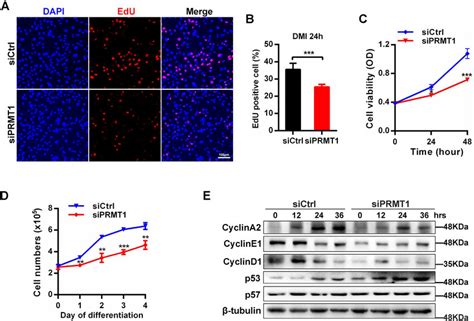 Prmt Deficiency Hinders Mitotic Clonal Expansion Mce During