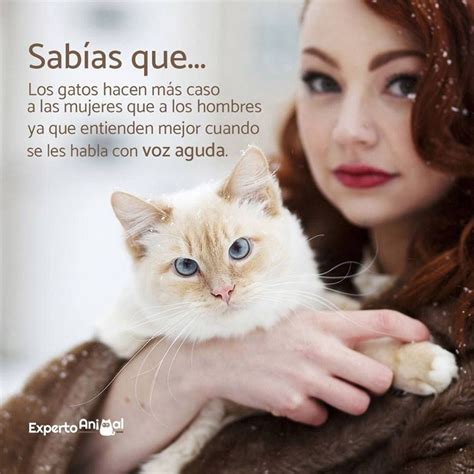 Los gatos hacen más caso a las mujeres que a los hombres ya que