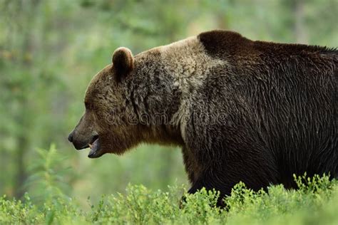 698 Brown Bear Side View Photos Free And Royalty Free Stock Photos From