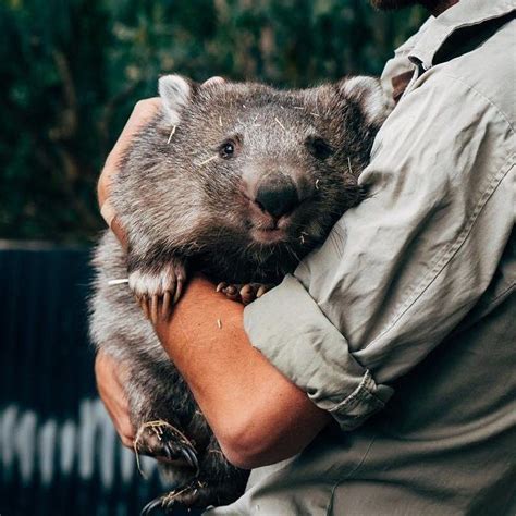 Beyond cuteness explore 30 wombat photos and learn surprising facts ...