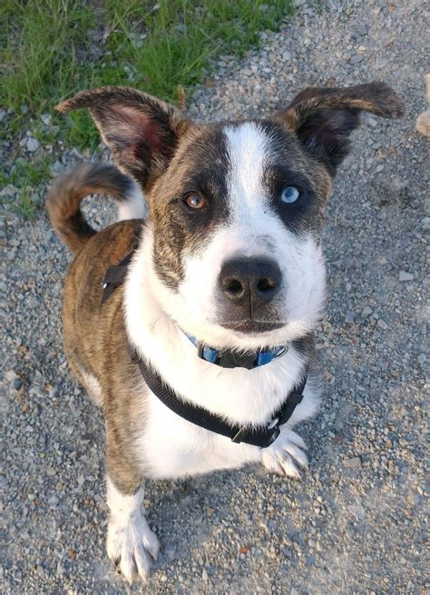 Adopt Oahu A Brindle Chow Chow German Shepherd Dog Mixed Dog In