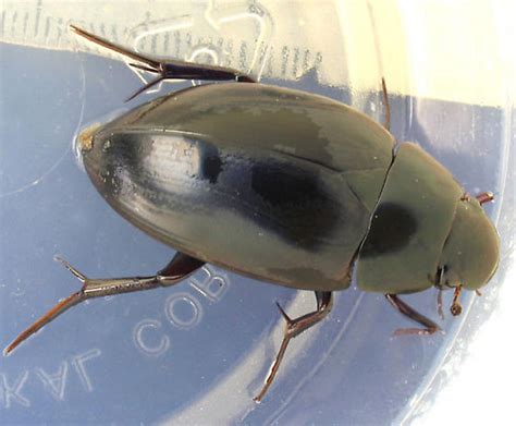 Giant Water Beetle Hydrophilus Ovatus Bugguide