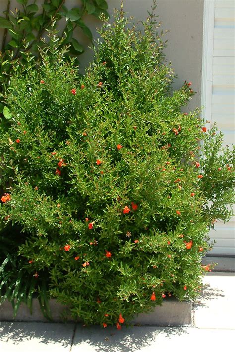 Buy Dwarf Pomegranate Punica Granatum Nana Free Shipping Wilson