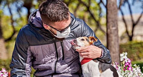 Cu Les Son Las Enfermedades Que Se Transmiten De Perros A Humanos