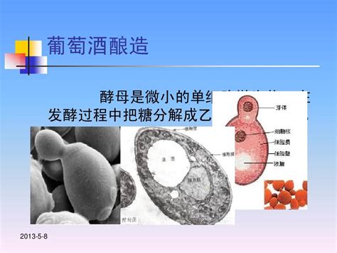 04酵母菌与酒精发酵word文档在线阅读与下载无忧文档