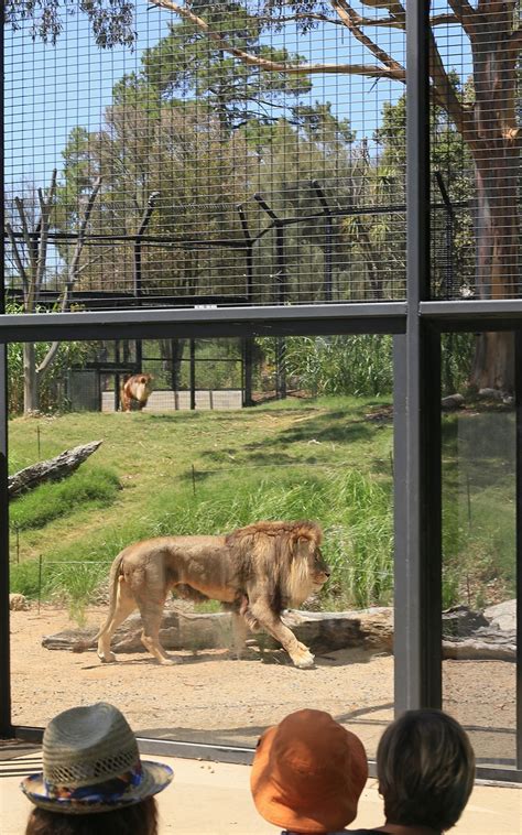 Case Study: Get Up Close & Personal with Lions at Melbourne Zoo - Viridian - We Love Glass ...