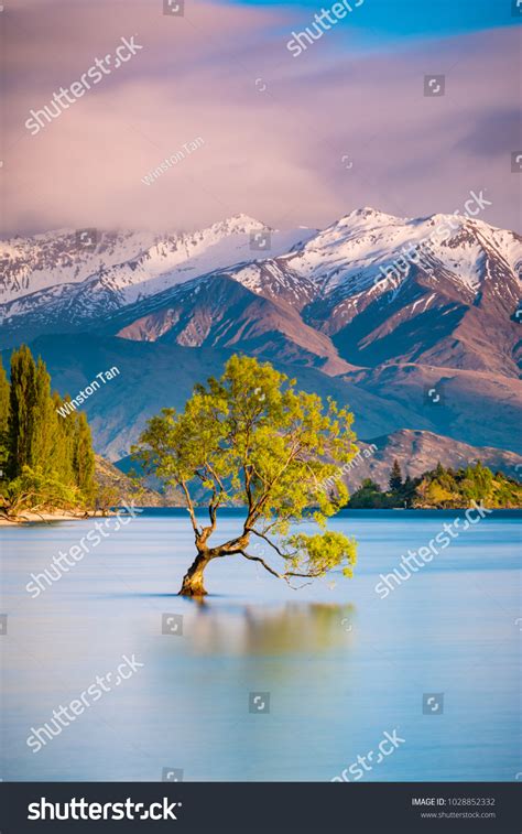 That Wanaka Tree Sunrise Wanaka New Stock Photo 1028852332 | Shutterstock