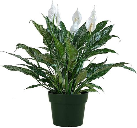 Variegated Spathiphyllum Domino Peace Lily 6 Pot Etsy