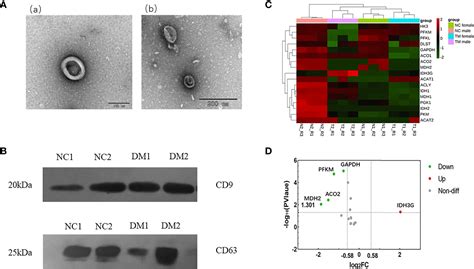 Frontiers Differential Expression Of Aerobic Oxidative Metabolism