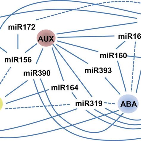 A Simplified Model Of Mirna Biogenesis And Function In Plants Mirnas