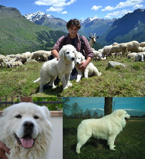 Canine breeds of Europe - Pastore Maremmano Abruzzese Share the most representative dog breeds ...